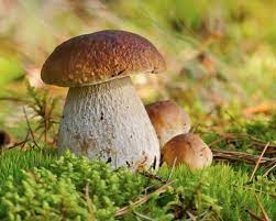Leggi blog | Mushrooms Menu 2022