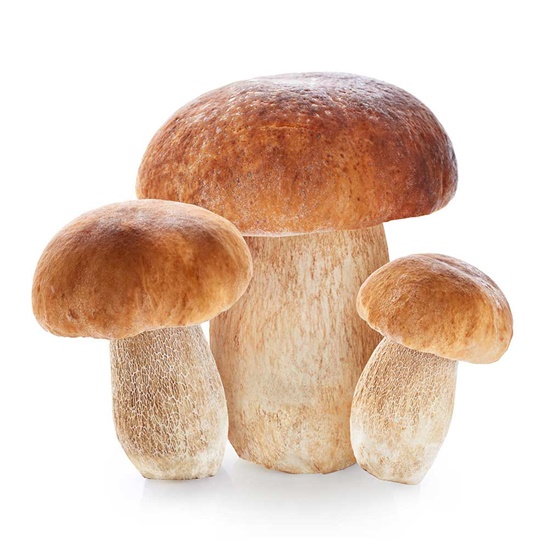 Leggi blog | Mushrooms Menù 2023